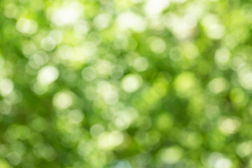Fototapeta na wymiar Blur spring background with green colors of tree leaves, holiday wallpaper with beautiful bokeh from photography camera lens. Background of green leaves forming circles