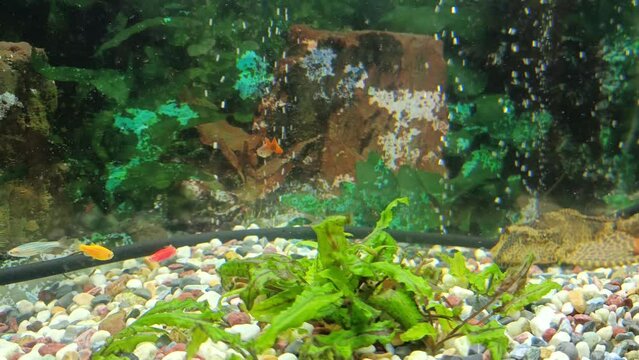Guppies are looking for food among the rocks