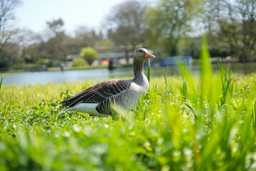 Eine Gans im Park