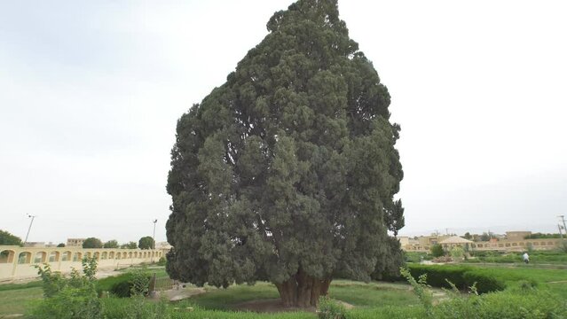 Old cedar tree