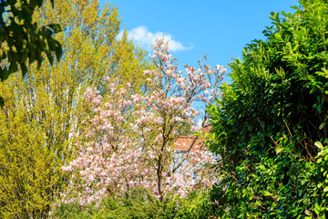 Fototapeta na wymiar A magnolia tree in bloom in the city center of Ravensburg in Baden Wuerttemberg