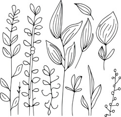 , botanical illustration, vintage botanical illustrations, scientific botanical illustration, pencil botanical drawings, botanical leaf vector, botanical leaf line art, botanical leaf line art.