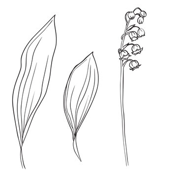Collection set of lily of the valley flower and leaves drawing illustration. for pattern, logo, template, banner, posters, invitation and greeting card design. Vector