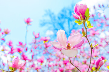 Blooming Pink Magnolia Close-up