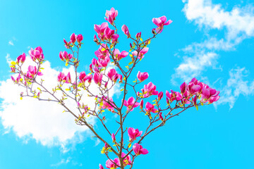 Pink Magnolia Tree in Bloom Against Blue Sky