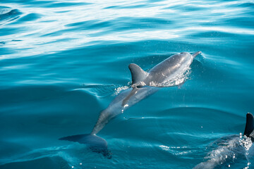 Naklejka premium Spinner dolphin swimming alongside snorkeling tour boat in Kauai, Hawaii