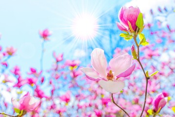 Pink Magnolia Blossom with Sparkling Sun