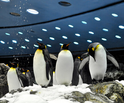 Four penguins standing in snow in the Loro park in Tenerife. 