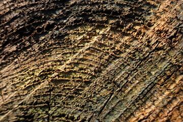 FU 2021-07-23 Remagen 90 Blick aus der Nähe auf die Jahresringe eines Baumstamms