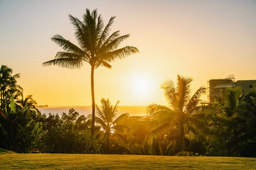 Palm tree sunset in Kauai near Princeville