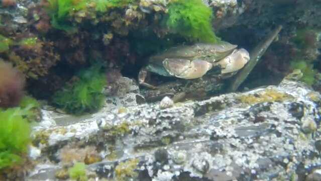 edible brown crab eating a snail underwater, fixed camera 