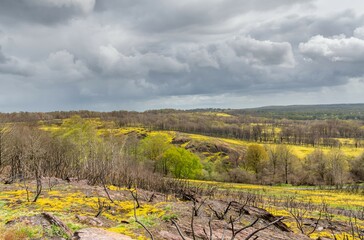 la nature qui reprend vie apr&egrave;s l'incendie
