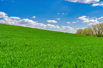 A field of green young winter crops under a blue sky with clouds. Windows XP style wallpaper