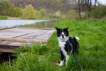 Naklejka na ściany i meble A cat on a leash sits by the river