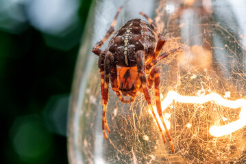 Close up macro view of a European Cross spider on a bistro light.