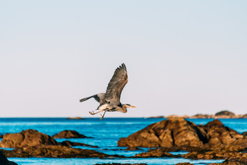 Naklejka premium Heron in flight at dawn off the coast of Washington State. Olympic National Park.