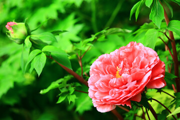 blooming red Peony flower,close-up of red Peony flower blooming in the garden in spring