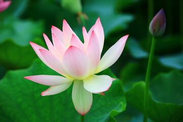 Lotus flower and bud with green leaves,close-up of beautiful pink with white lotus flower blooming in the pond in summer