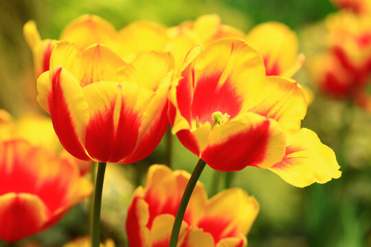 blooming colorful Tulip flowers,close-up of beautiful red with yellow Tulip flowers blooming in the garden
