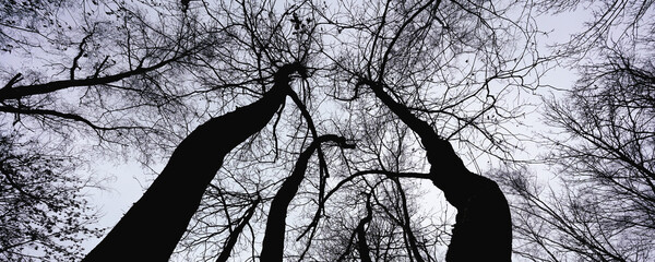 Black silhouettes of tall trees with bare branches growing in forest against clear sky bottom low angle view - Powered by Adobe