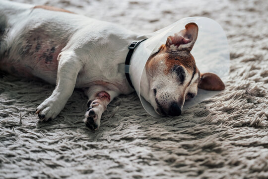 Elderly Sick Dog Jack Russell Terrier Wearing White Plastic Medical Cone Is Lying On Floor At Home. Dog Recovering After Surgery. Animal Healthcare Concept.