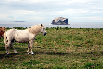 Bass rock and horse field - East Lothian - Scotland - UK