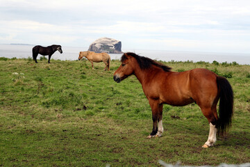 Bass rock and horse field - East Lothian - Scotland - UK