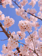 Beautiful cherry blossom in spring