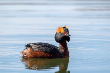 Small colorful grebe, the horned grebe, Podiceps auritus swimming on a small pond in Estonian nature	