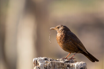 Female common blackbird, Turdus merula holding nest material with its beak