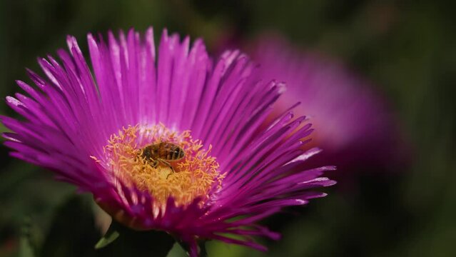 Abeille butine une fleur au printemps.