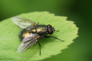 Closeup on a shiny green fly, Eudasyphora cyanella sitting in the garden