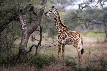 Wild majestic baby Maasai Giraffe eating leaves in the savannah in the Serengeti National Park, Tanzania, Africa 