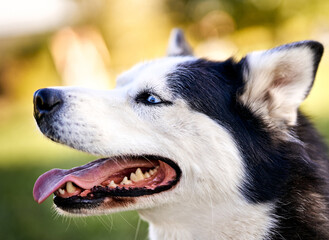 Siberian husky sitting in grass outdoors - Dog concept outside on a countryside field