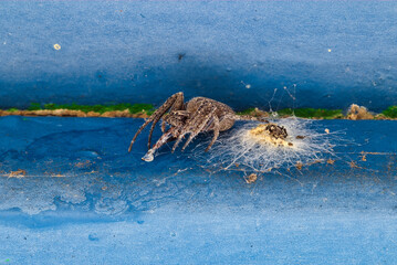 Araneus caring for his eggs