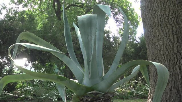 Agave tequilana, in the botanical garden.
