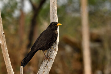 mirlo (Turdus merula) posado en una rama seca