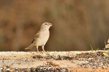 gorrión común hembra posada en el suelo del parque (Passer domesticus)