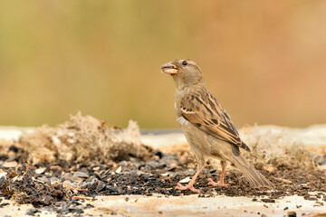 gorrión común hembra posada en el suelo del parque (Passer domesticus)