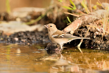 Pinzón vulgar hembra en el suelo del bosque (Fringilla coelebs)
