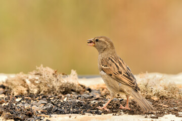 gorrión común hembra posada en el suelo (Passer domesticus)