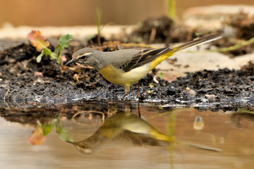 lavandera cascadeña (Motacilla cinerea) reflejada en el agua del estanque	