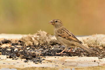 gorrión común hembra comiendo semillas (Passer domesticus)