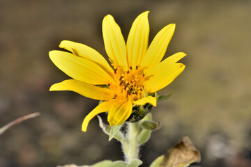 diminuto girasol de pipas negras