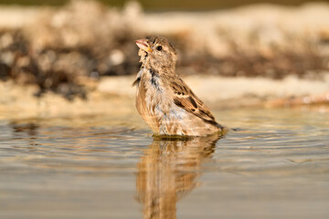 gorrión común hembra bañándose en el estanque (Passer domesticus)