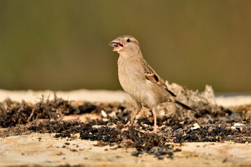 gorrión común hembra comiendo semillas de girasol (Passer domesticus)