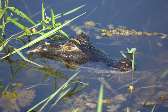 Caiman Alligator in Pantanal Marsh of Brazil