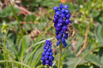 Bee pollinating blue muscari flower