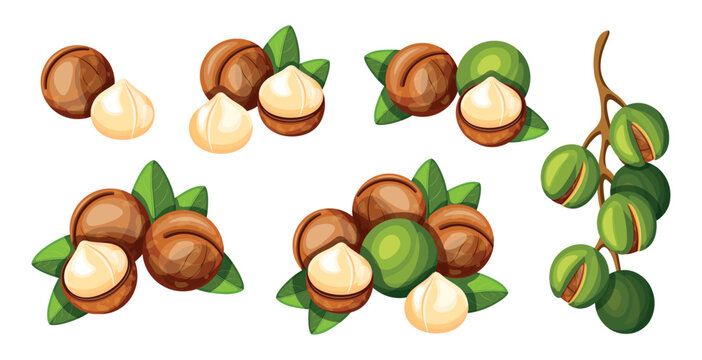 Set of delicious macadamia nuts in cartoon style. Vector illustration of colorful and tasty peeled and whole, large and small macadamia nuts with leaves isolated on white background. Healthy snacks.