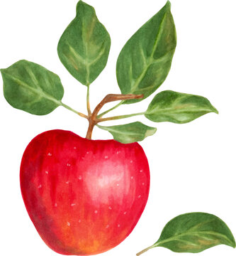 Juicy red apple with green leaves. Illustration with markers.  Suitable for design elements.